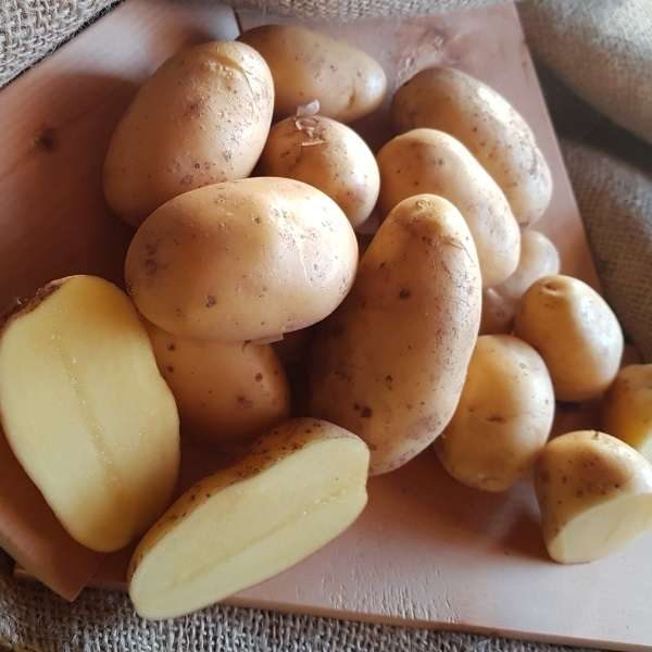 Kartoffel festkochend Goldmarie