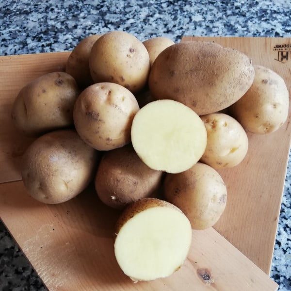 Kartoffeln festkochend Jule